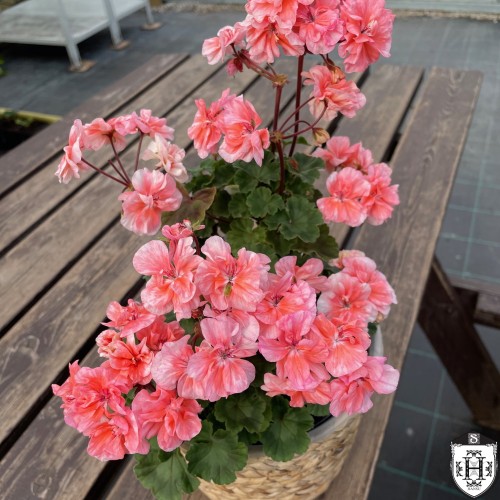 Pelargonium 'Kesgrave' - Pelargoon 'Kesgrave' P9/0,55L